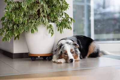 Blue merle australian shepherd. care for long curly hair. the puppy lies and looks at the camera 