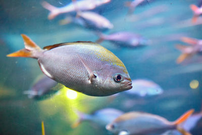 Fish swimming in sea