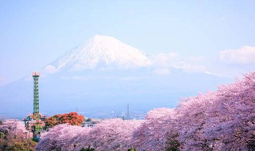 Low angle view of pink flowering trees against snow covered mountain and sky