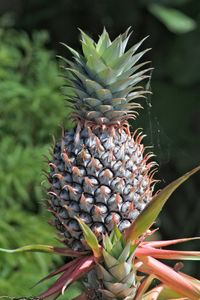 Close-up of succulent plant growing on field