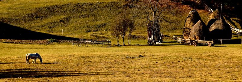 Trees on grassy field