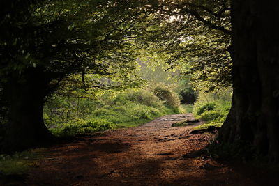 Trees in forest