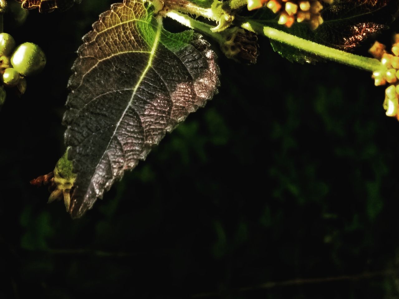 CLOSE-UP OF AUTUMN LEAVES ON TREE