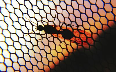 Close-up of insect on floor