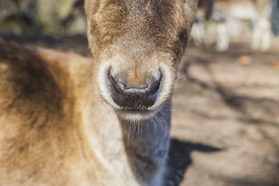 Charming deer face close-up. nature in denmark