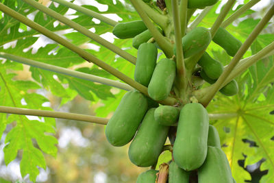 Close-up of bananas growing on tree