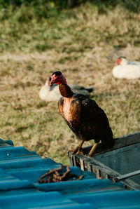 Close-up of bird perching on bed