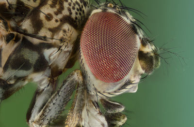 Close-up of housefly