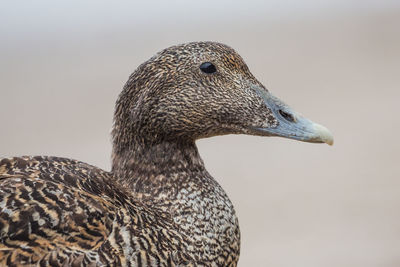 Close-up of a bird looking away