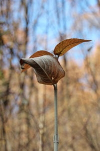 Close-up of plant against sky