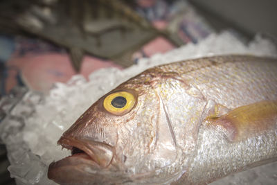 Close-up of fish for sale in market
