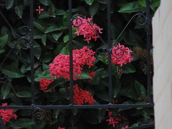 Close-up of flowers blooming outdoors