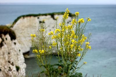 Close-up of yellow flowers blooming by sea against sky