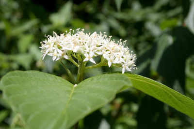 Close-up of flowers blooming outdoors