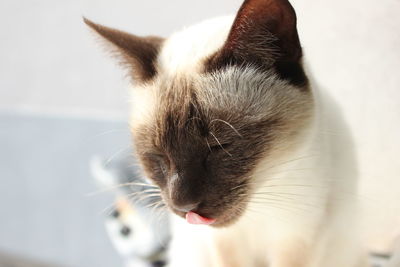 Close-up of cat