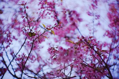 Close-up of pink flowers on tree