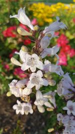 Close-up of white flowering plant