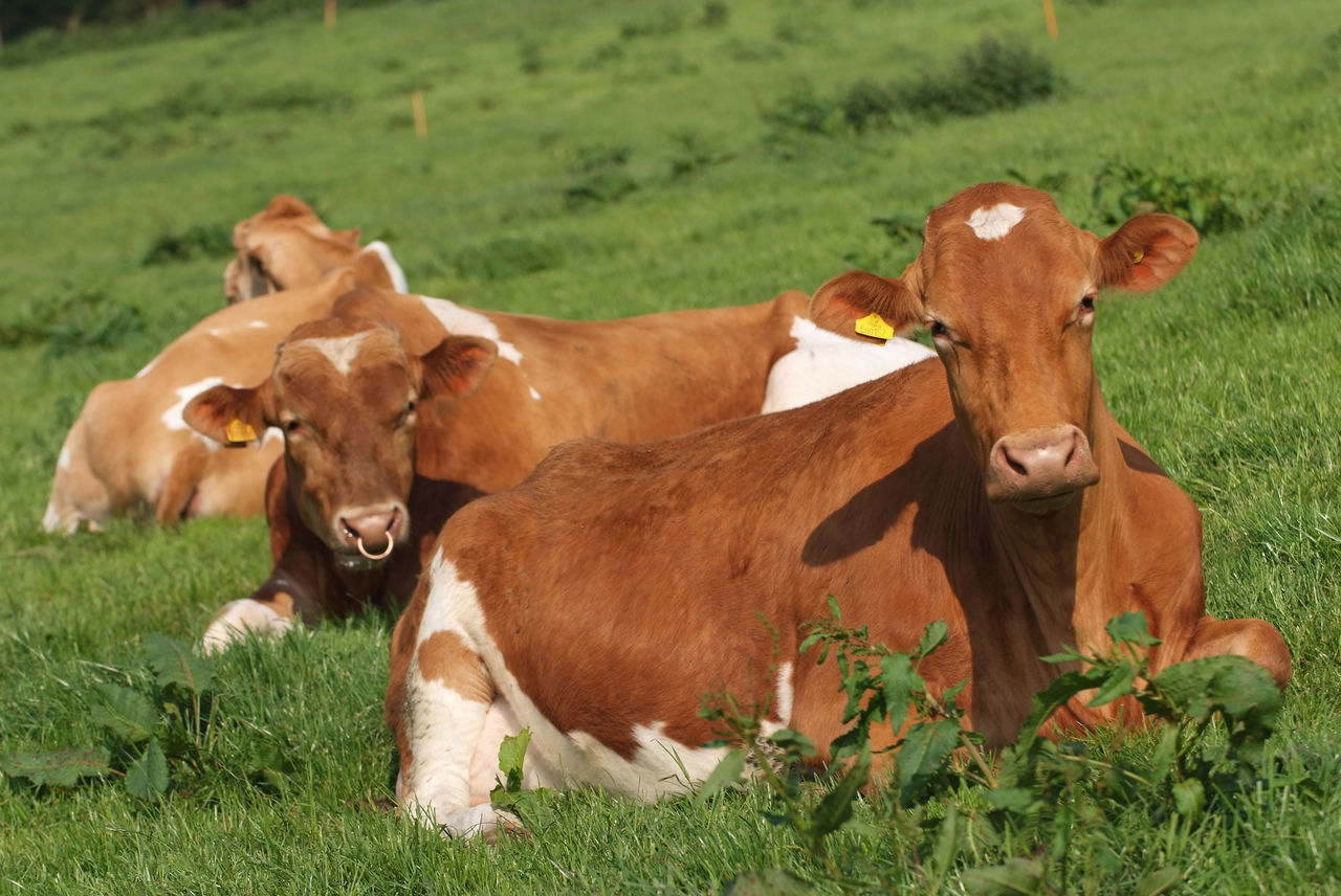 COWS ON FIELD BY GRASS