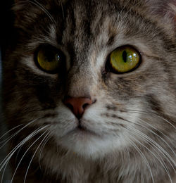 Close-up portrait of a cat