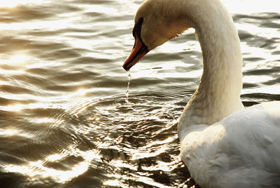 Swan swimming in lake