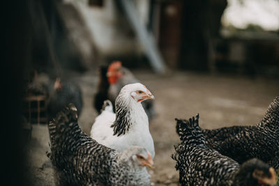 Close-up of birds