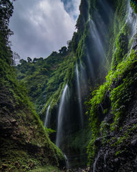 Low angle view of waterfall in forest against sky