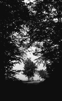 Silhouette trees on field against sky