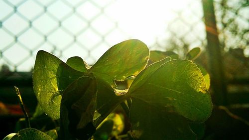 Close-up of leaves