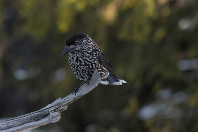 Close-up of bird perching on tree