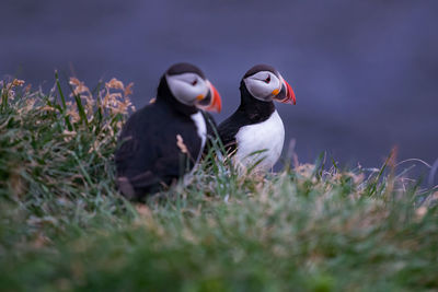 View of two birds on land