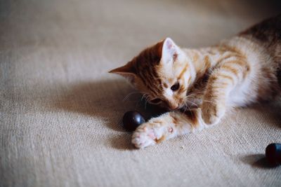 High angle view of cat resting