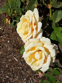 Close-up of white flower blooming outdoors