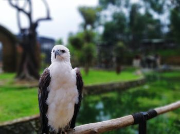 Close-up of eagle perching on wooden post