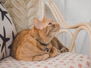 Cat relaxing on bed at home