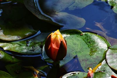 High angle view of rose floating on water