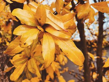 Close-up of yellow maple leaves