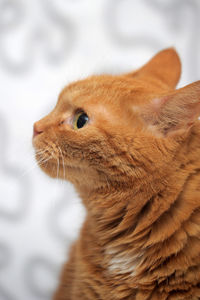 Close-up of ginger cat