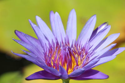 Close-up of purple flower