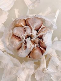 High angle view of white roses