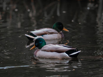 Duck swimming in lake