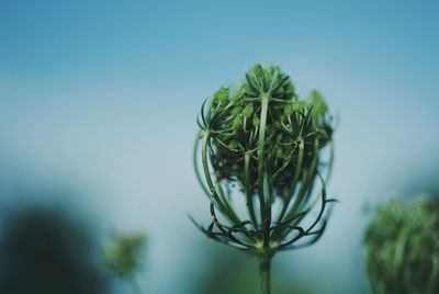 Close-up of plant