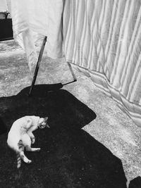 High angle view of dog relaxing on floor