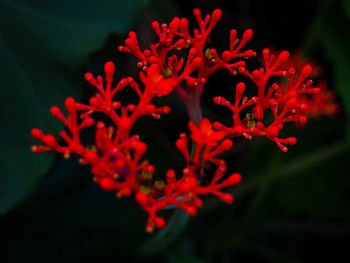Close-up of red flowers