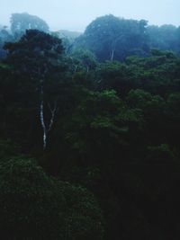 Scenic view of forest