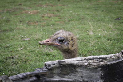 Close-up of a bird looking away