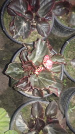 High angle view of succulent plant