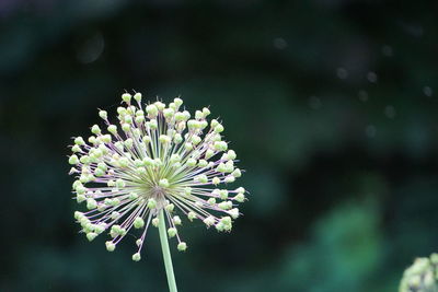 Close-up of white flowering plant