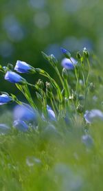 Close-up of purple flowering plants on field