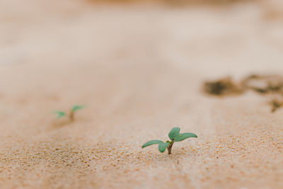 Close-up of small lizard on sand