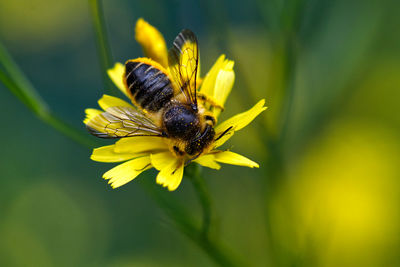 Close-up of insect on yellow flower